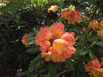 IMG_9150_Frank_Fujioka Rhododendron 'Rio Carnival' by Frank Fujioka, Whidbey Island, Washington