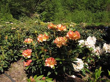 IMG_9160_Frank_Fujioka_taimipeltoa Rhododendron 'Rio Carnival' in the nursery field, Frank Fujioka, Whidbey Island, Washington