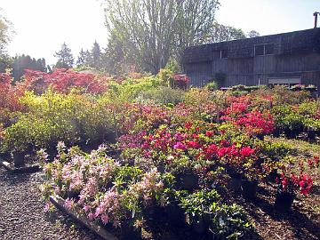 IMG_8456_Greer_Nurseries Greer Gardens, Eugene, Oregon