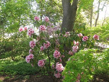 IMG_8457_Greer_Nurseries Rhododendron 'Mrs. G.W. Leak', Greer Gardens, Eugene, Oregon