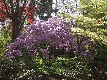 IMG_8462_Greer_Nurseries Rhododendron augustinii , Greer Gardens, Eugene, Oregon