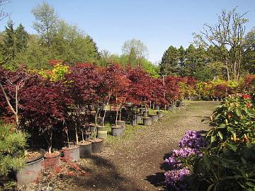 IMG_8465_Greer_Nurseries Greer Gardens, Eugene, Oregon