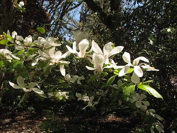 IMG_8478_Hendricks_City_Park_Eugene_Magnolia_Brozzonii Magnolia 'Brozzonii', Hendricks City Park, Eugene, Oregon