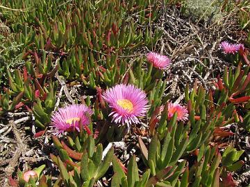 IMG_7785_Scott_Creek_Beach Carpobrotus edulis , iceplant, invasive species from South Africa. Scott Creek Beach. Carpobrotus edulis , vieraslaji Etelä-Afrikasta. Scott Creek Beach.