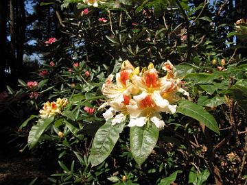 IMG_9068_Larson_Azaleodendron_Homestead_Place Rhdodendron Azaleodendron by Larson, Homestead Park, University Place, Washington