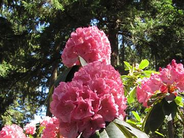 IMG_9075_Lofthouse_hybrid_triploid_Homestead_Place Rhdodendron hybrid by Lofthouse, Homestead Park, University Place, Washington