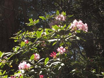 IMG_8251_Kruse_R_macrophyllum Rhododendron macrophyllum , Kruse Rhododendron Reserve, Jenner, California