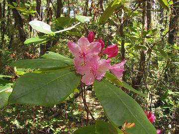 IMG_8255_Kruse_R_macrophyllum Rhododendron macrophyllum , Kruse Rhododendron Reserve, Jenner, California