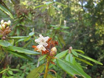 IMG_8257_Kruse_R_neoglandulosum Rhododendron neoglandulosum , Kruse Rhododendron Reserve, Jenner, California