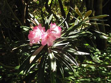 IMG_9081_makinoi Rhododendron makinoi , Lakewold Gardens, Lakewood, Washington