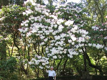 IMG_9091_Loderi_Lakewold_Garden Rhododendron from Loderi group and Kristian Theqvist, Lakewold Gardens, Lakewood, Washington
