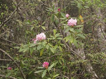 IMG_8404_R_macrophyllum_at_Low_Divide_Rd Rhododendron macrophyllum , along Low Divide Rd on the Rowdy Creek loop at Smith River, California