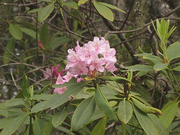 IMG_8405_R_macrophyllum_at_Low_Divide_Rd Rhododendron macrophyllum , along Low Divide Rd on the Rowdy Creek loop at Smith River, California