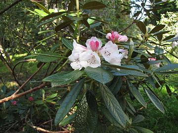 IMG_9166_wiltonii_Meerkerk Rhododendron wiltonii , Meerkerk Gardens, Greenbank, Whidbey Island, Washington