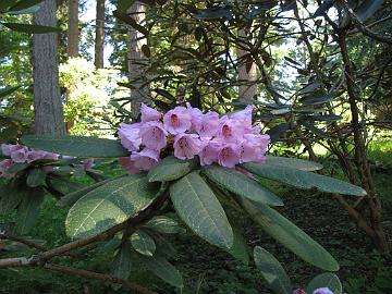 IMG_9170_kesangiae_Meerkerk Rhododendron kesangiae , Meerkerk Gardens, Greenbank, Whidbey Island, Washington