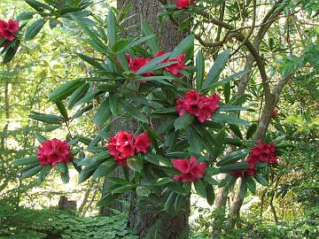 IMG_9171_Meerkerk Rhododendron , Meerkerk Gardens, Greenbank, Whidbey Island, Washington