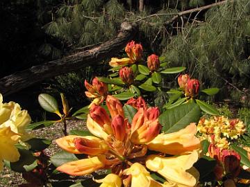 IMG_9188_Nancy_Evans_Meerkerk Rhododendron 'Nancy Evans', Meerkerk Gardens, Greenbank, Whidbey Island, Washington