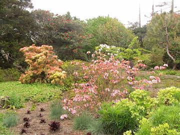 IMG_8290_Mendocino_Botanical_Garden Mendocino Coast Botanical Gardens, Fort Bragg, California