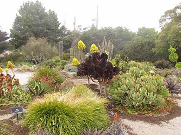 IMG_8292_Mendocino_Botanical_Garden Mendocino Coast Botanical Gardens, Fort Bragg, California