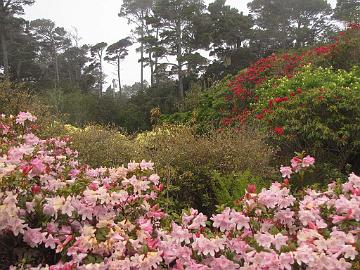 IMG_8311_Mendocino_Botanical_Garden Mendocino Coast Botanical Gardens, Fort Bragg, California