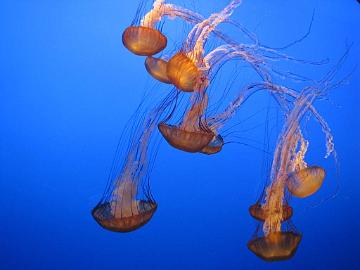 IMG_7982_Monterey_Aquarium Monterey Bay Aquarium, Monterey, California