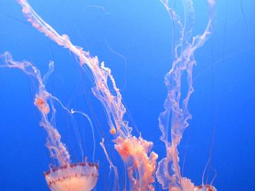 IMG_7985_Monterey_Aquarium Monterey Bay Aquarium, Monterey, California