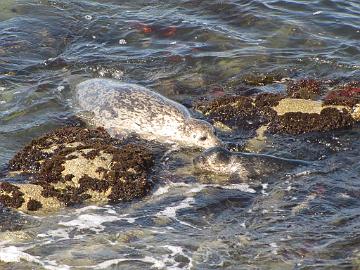 IMG_8009_Monterey_Harbor_seal_Hylje Harbor seal ( Phoca vitulina ) with a puppy, Monterey, California Kirjohylje ( Phoca vitulina ) poikasen kanssa, Monterey, Kalifornia