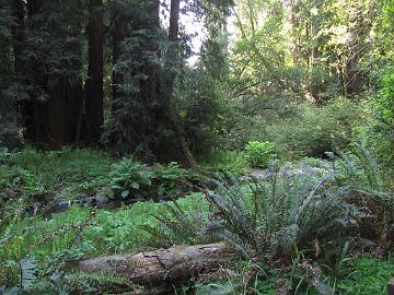 IMG_8229_Muir_Woods Muir Woods, Mill Valley, California