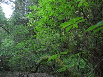 IMG_8230_Muir_Woods Muir Woods, Mill Valley, California