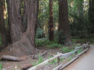 IMG_8232_Muir_Woods Muir Woods, Mill Valley, California