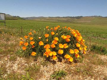 IMG_7878_On_the_Coast Eschscholzia californica , California poppy Eschscholzia californica , tuliunikko