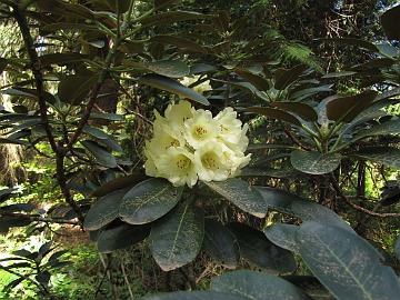 IMG_8889_lacteum_RSF Rhododendron lacteum , Rhododendron Species Foundation & Botanical Garden, Federal Way, Washington