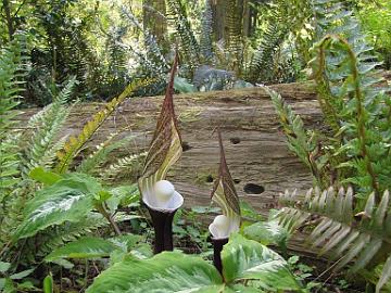 IMG_8901_Arisaema_sikokianum_RSF Arisaema sikokianum , Rhododendron Species Foundation & Botanical Garden, Federal Way, Washington