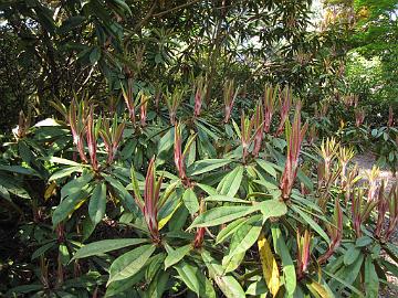 IMG_8918_strigillosum_RSF Rhododendron strigillosum , Rhododendron Species Foundation & Botanical Garden, Federal Way, Washington