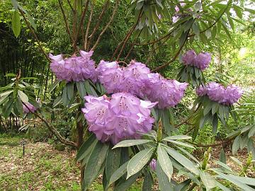 IMG_8978_huianum_RSF Rhododendron huanum , Rhododendron Species Foundation & Botanical Garden, Federal Way, Washington