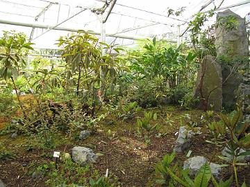 IMG_9119_RSF_Rutherford_Conservatory Rutherford Conservatory, Rhododendron Species Foundation & Botanical Garden, Federal Way, Washington