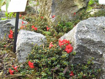 IMG_9120_Rhodiodendron_rubineiflorum_RSF_Rutherford_Conservatory Rhododendron rubineiflorum , Rutherford Conservatory, Rhododendron Species Foundation & Botanical Garden, Federal Way, Washington