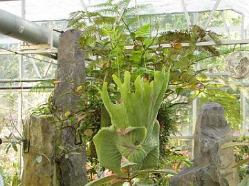 IMG_9122_RSF_Rutherford_Conservatory Rutherford Conservatory, Rhododendron Species Foundation & Botanical Garden, Federal Way, Washington