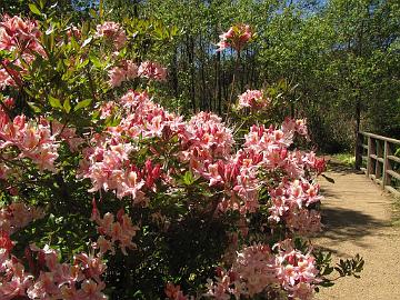 IMG_8057_San_Francisco_Botanical_Garden Rhododendron occidentale , San Francisco Botanical Garden Rhododendron occidentale , San Franciscon kasvitieteellinen puutarha