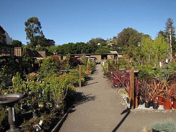 IMG_7725_Santa_Cruz Garden center, Santa Cruz Puutarhaliike Santa Cruzissa