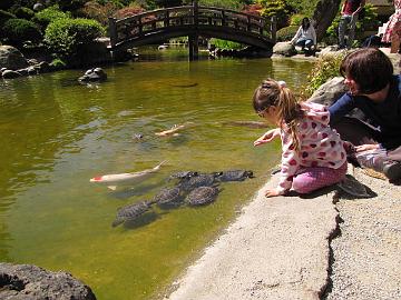 IMG_7719_Saratoga_Hakone_Gardens Hakone Japanese Garden, Saratoga, California