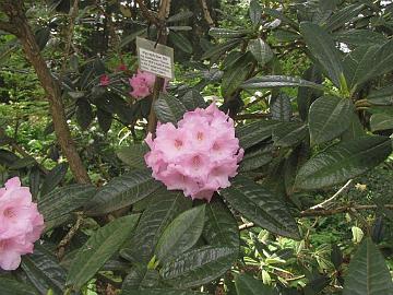 IMG_8532_argyrophyllum_ssp_nankingense_Chinese_Silver_Smith_Garden_St._Paul Rhododendron argyrophyllum ssp. nankingense , Cecil & Molly Smith Garden, St. Paul, Oregon