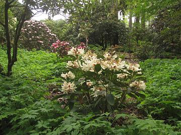 IMG_8546_Smith_Garden_St._Paul Rhododendron 'Starbright Champagne', Cecil & Molly Smith Garden, St. Paul, Oregon