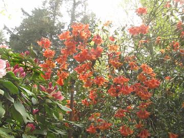 IMG_8553_Smith_Garden_St._Paul Rhododendron cinnabarinum , Cecil & Molly Smith Garden, St. Paul, Oregon