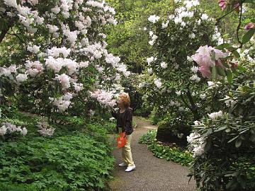 IMG_8564_Smith_Garden_St._Paul_Karen_Cavender Karen Cavender and Loderi group rhododendrons at Cecil & Molly Smith Garden, St. Paul, Oregon