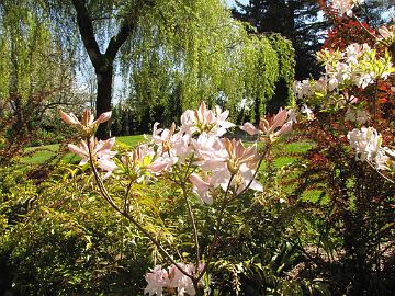 IMG_9035_Azalea_White_Lights_Soos_Creek_Botanical_Garden Rhododendron 'White Lights', Soos Creek Botanical Garden and Heritage Center, Auburn, Washington