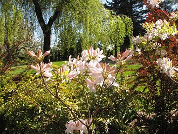 IMG_9035_Azalea_White_Lights_Soos_Creek_Botanical_Garden Rhododendron 'White Lights', Soos Creek Botanical Garden and Heritage Center, Auburn, Washington
