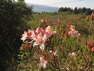 IMG_8363_Stagecoach_Hill_R_occidentale Rhododendron occidentale , Stagecoach Hill Azalea Reserve, Kane Road, Trinidad, California