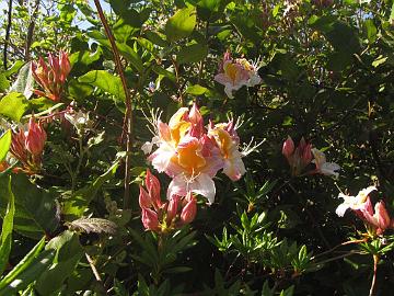 IMG_8364_Stagecoach_Hill_R_occidentale Rhododendron occidentale , Stagecoach Hill Azalea Reserve, Kane Road, Trinidad, California