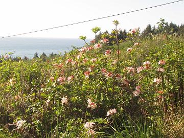 IMG_8368_Stagecoach_Hill_R_occidentale Rhododendron occidentale , Stagecoach Hill Azalea Reserve, Kane Road, Trinidad, California